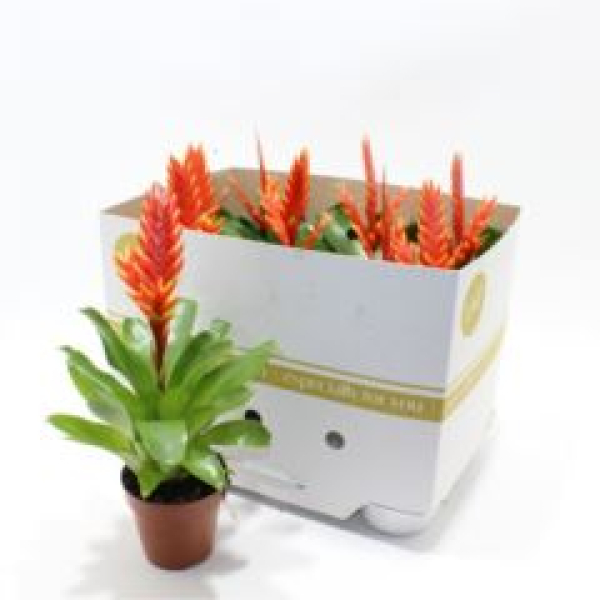 Vriesea 'Sparkle'