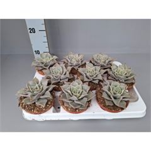 Echeveria  rundelli