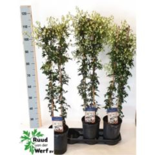 Clematis forst. 'Avalanche'