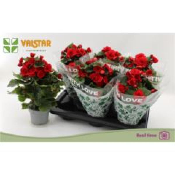 Begonia elatior rot