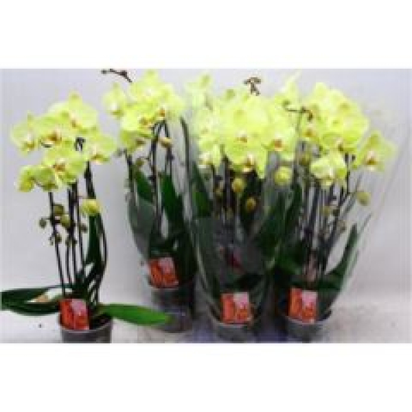 Phalaenopsis "Cascade" lemon