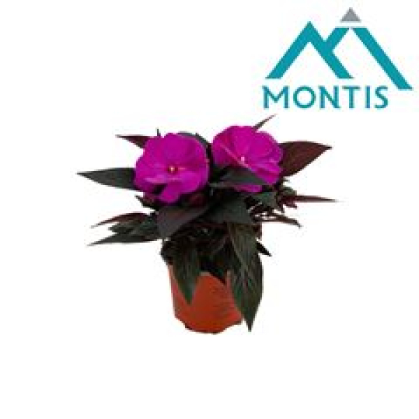 Impatiens NG lila/violette Töne