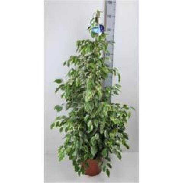 Ficus benja. 'Golden King'