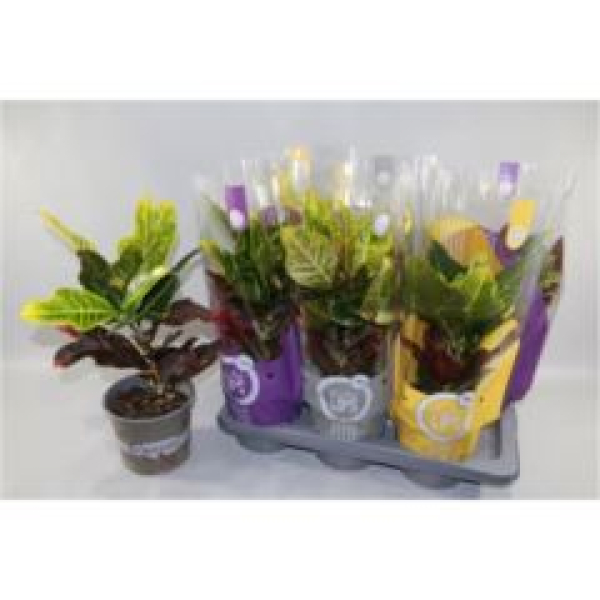 Codiaeum var. 'Excellent'