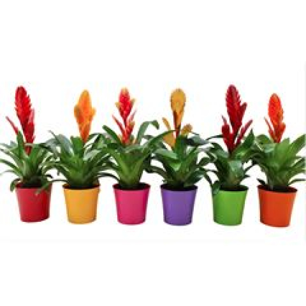 Vriesea gemischt