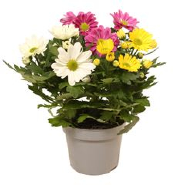 Chrysanthemum Trio