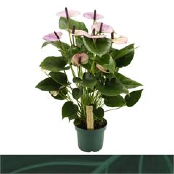 Anthurium andr. 'Laguna'