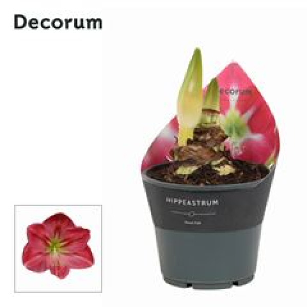 Hippeastrum 2 Knospen pink