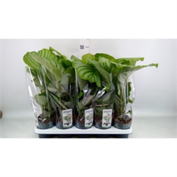 Calathea orbifolia