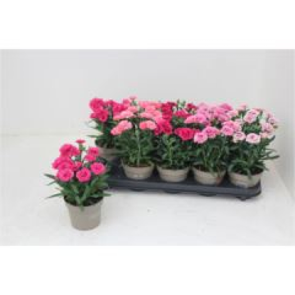 Dianthus 'Oscar' gemischt