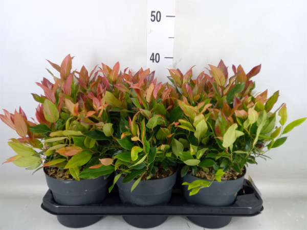 Leucothoe axi. "Zeblid"