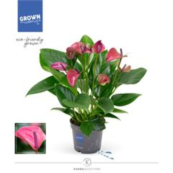 Anthurium  'Pure Purple'