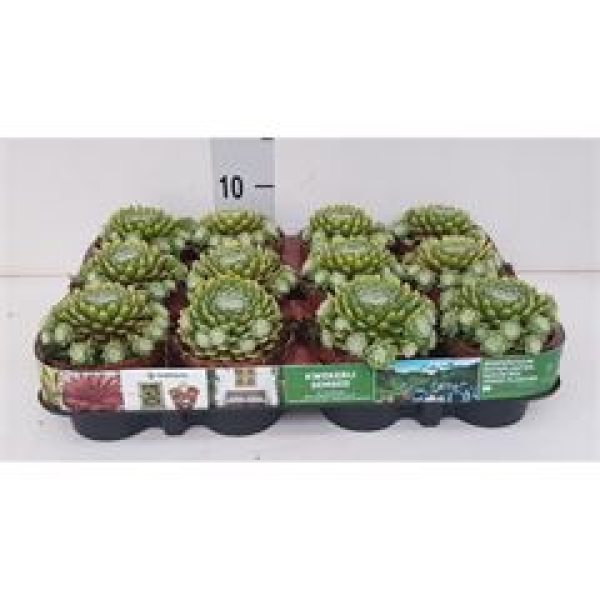 Sempervivum 'Venice White'