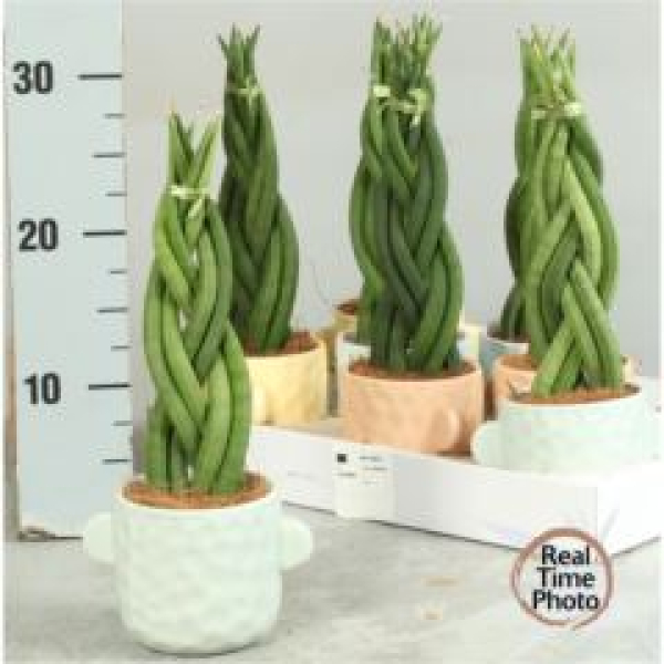 Sansevieria cyl. geflochten im Übertopf