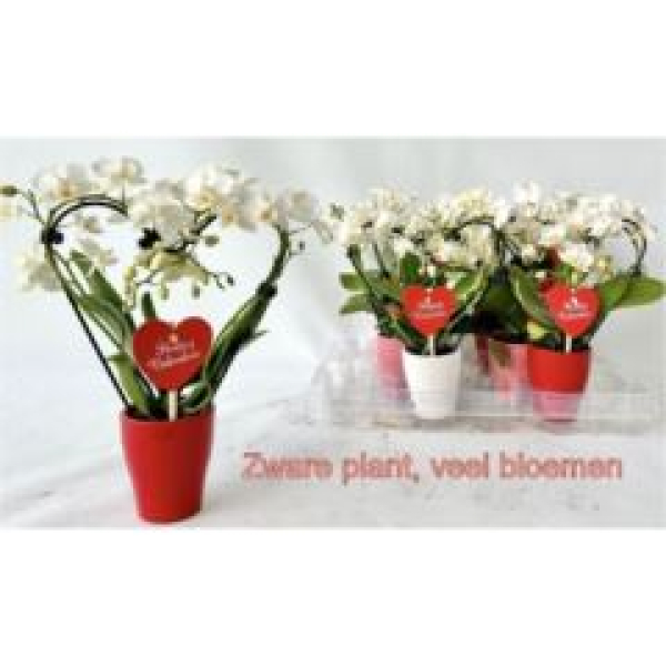 Mini Phalaenopsis Herz in Keramik