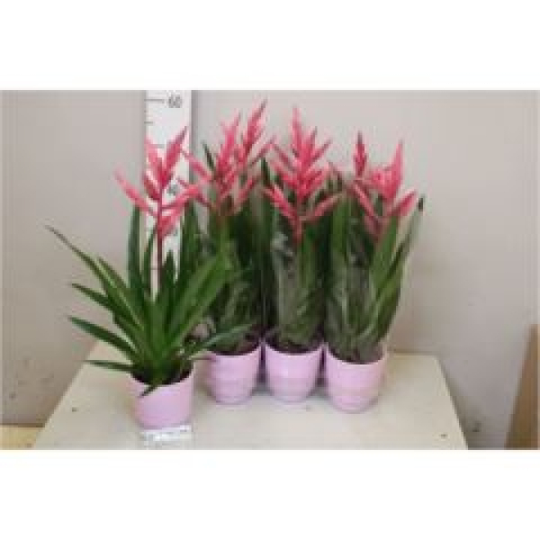 Tillandsia 'Andreas'