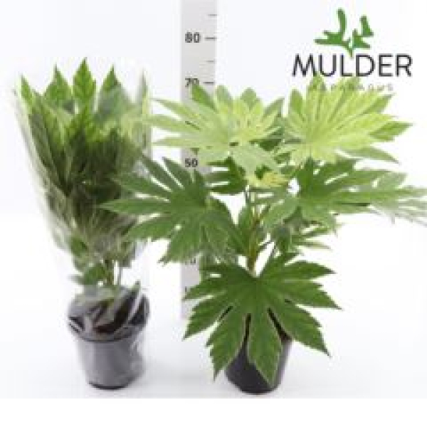 Fatsia japonica 'Variegata'