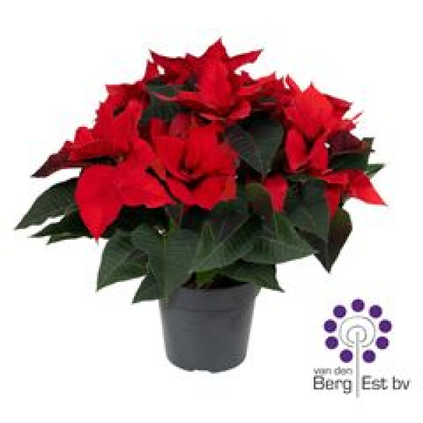Poinsettia rot