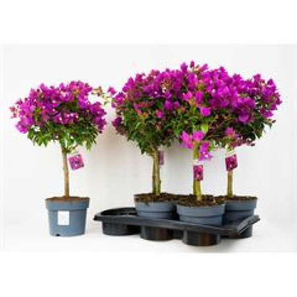Bougainvillea Stämmchen lila