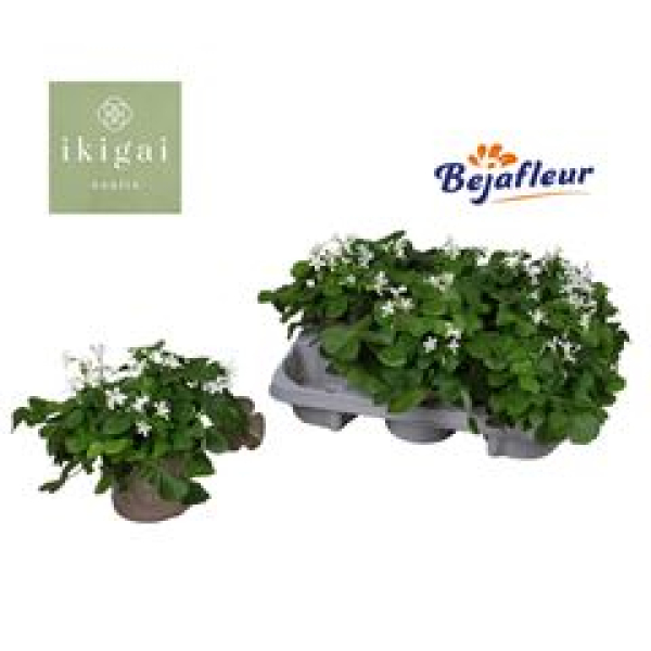 Oxalis triangularis grün