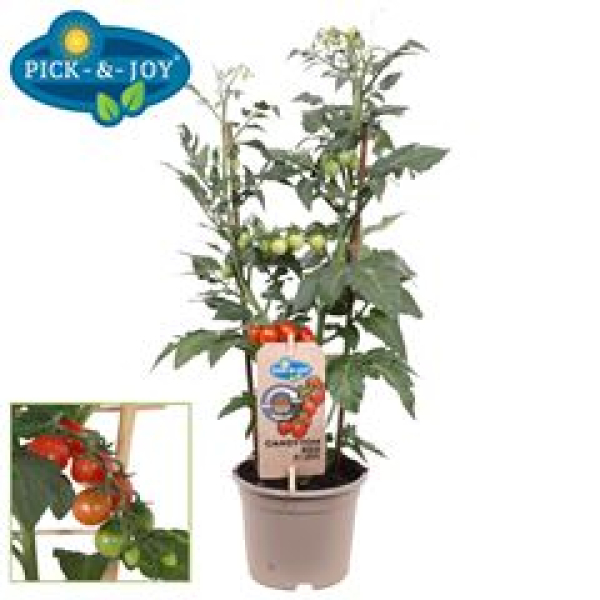 Solanum lycopersicum  PICK-&-JOY®