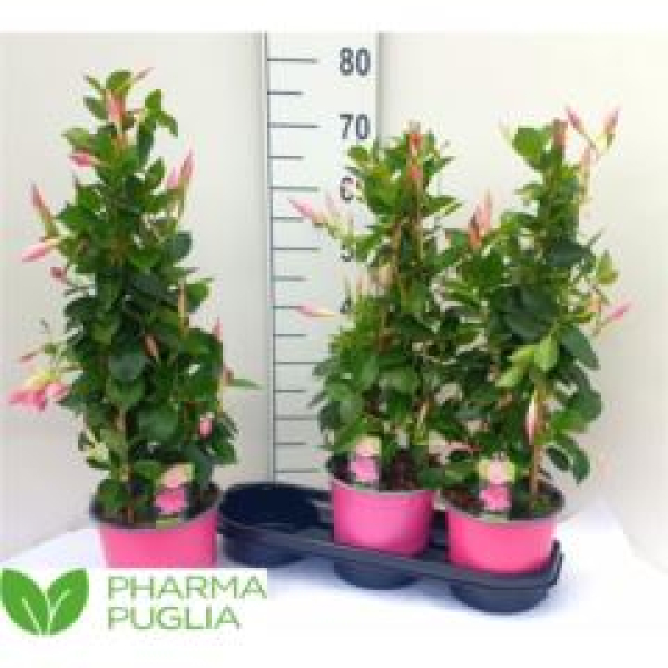 Mandevilla Pyramide rosa