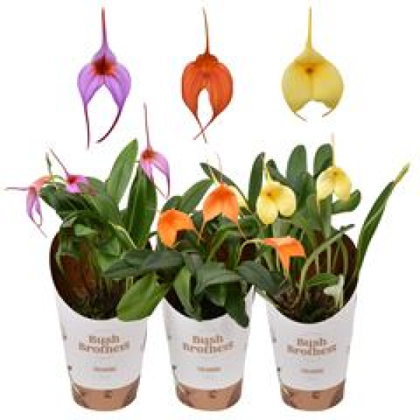 Masdevallia gemischt