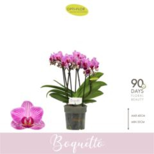 Phalaenopsis "Boquetto" 3 Rispen lila