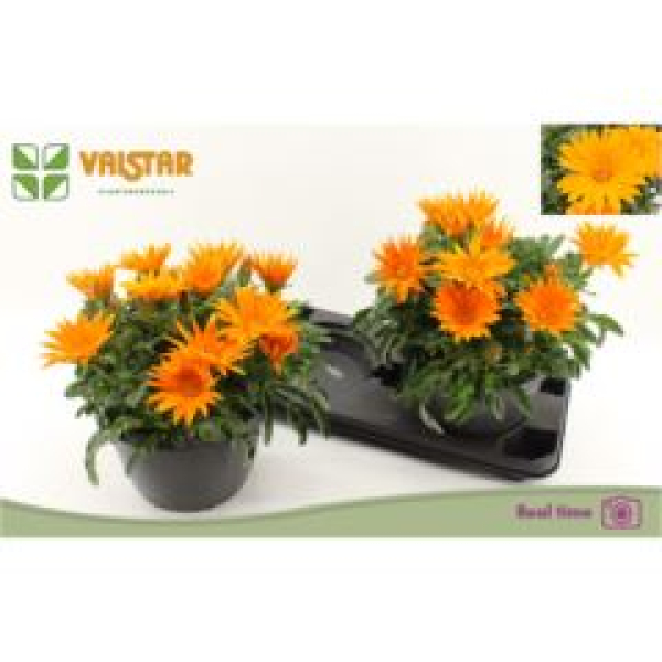Gazania Schale orange