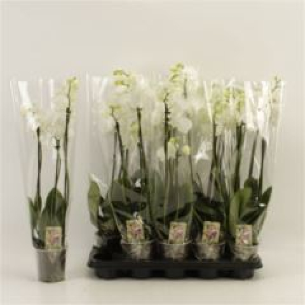 Phalaenopsis 3 Rispen weiß 'Aphrodite'