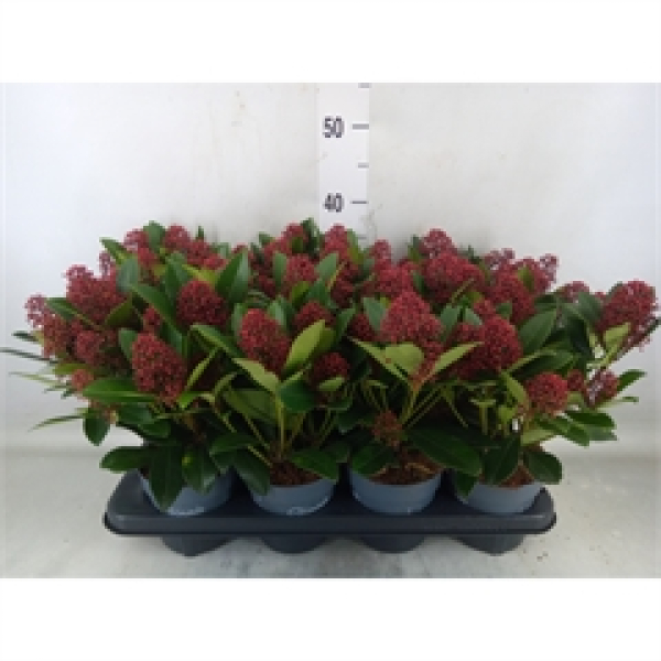 Skimmia jap. "Rubella"