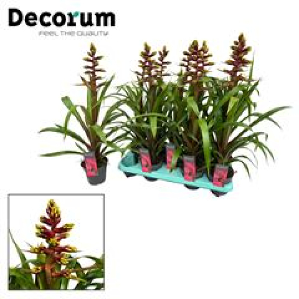 Guzmania "Choco"