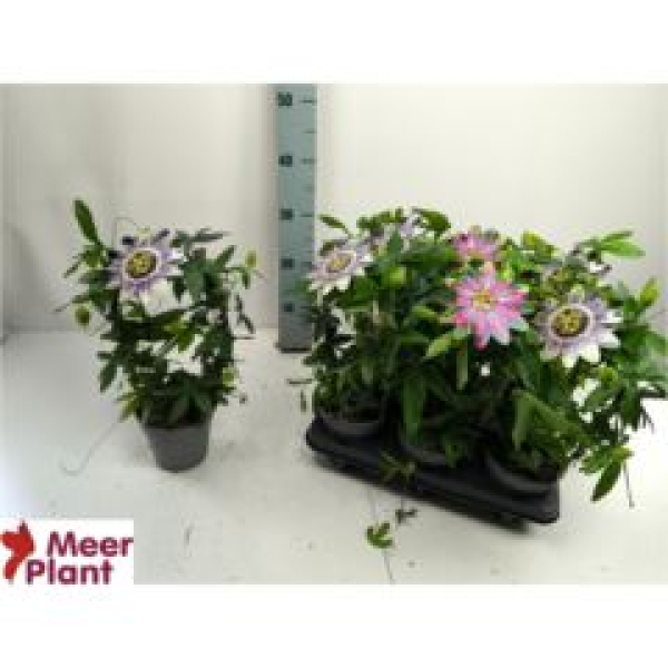 Passiflora caerul. Mix