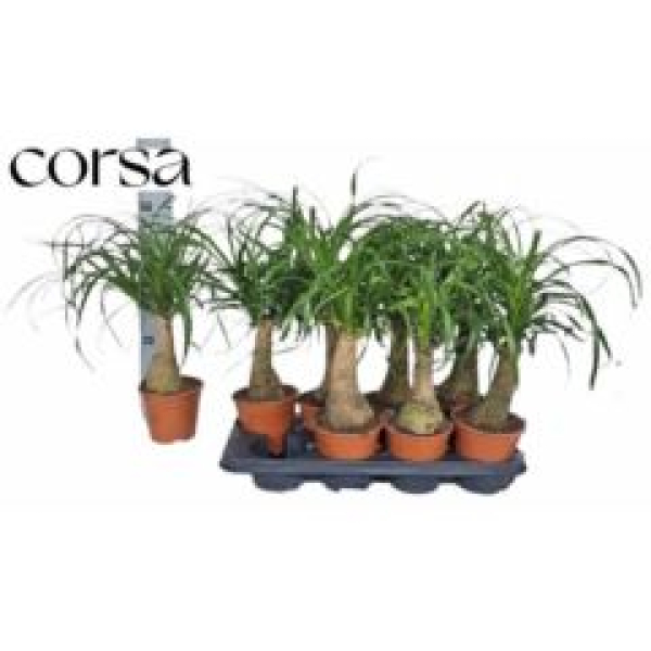 Beaucarnea recurvata