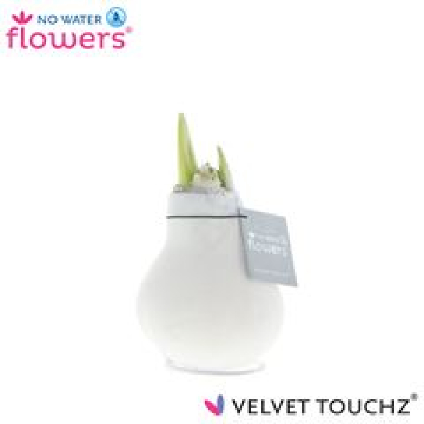 Waxz Samtamaryllis weiß