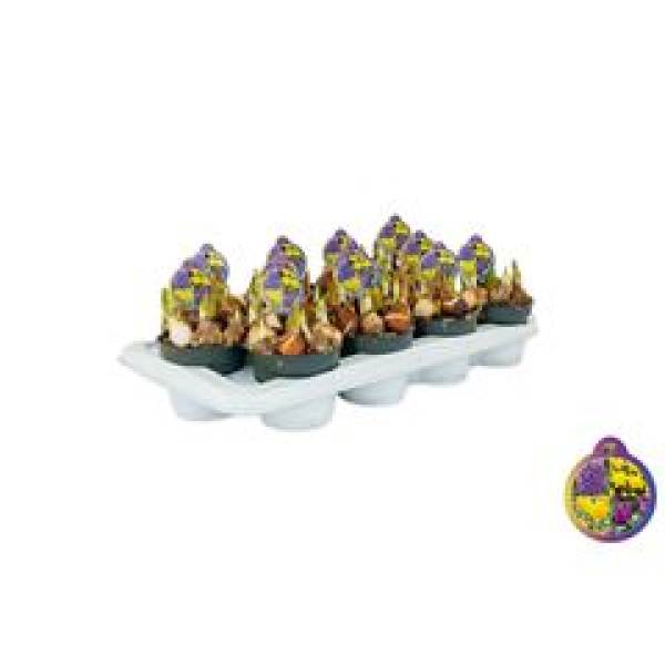 Zwiebelblumen gemischt in Topf gelb/orange