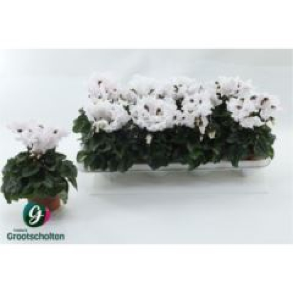 Cyclamen midi 'Merengue' weiß