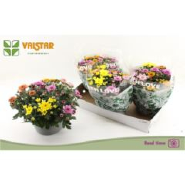 Chrysanthemum Trio Schale