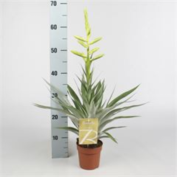 Tillandsia oerstediana