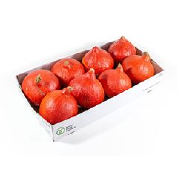 Cucurbita   Hokkaido (8)