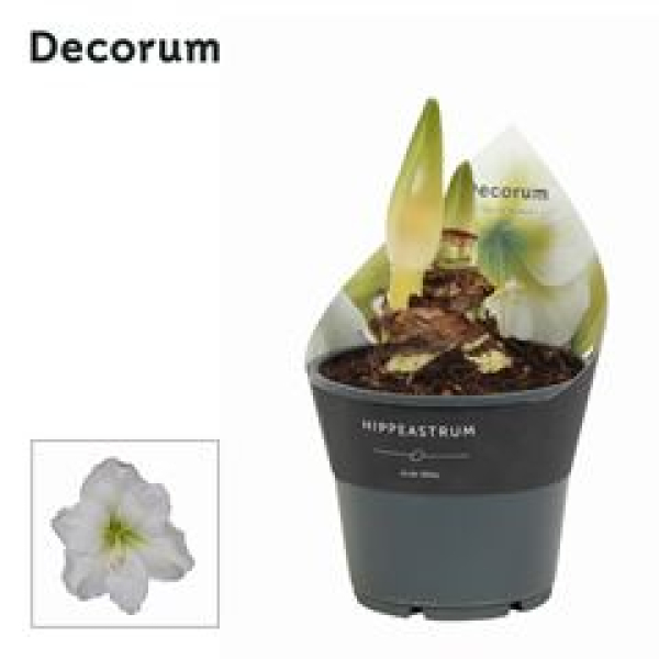 Hippeastrum 2 Knospen weiß