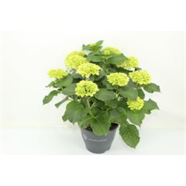 Hydrangea mac. Busch weiß