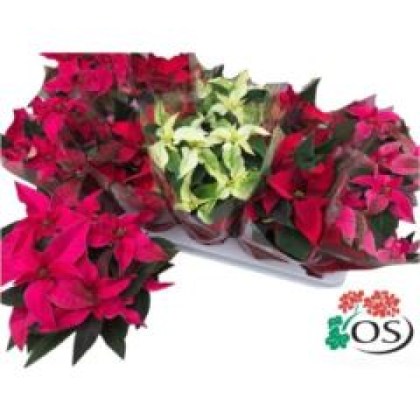 Poinsettia midi "Princettia" Mix