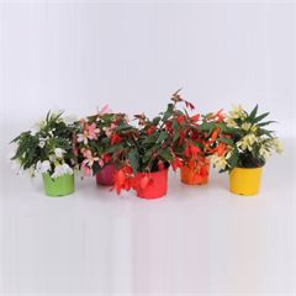 Begonia boliviensis gemischt
