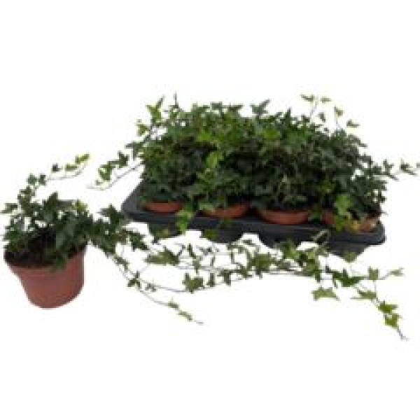 Hedera grün 'Shamrock'