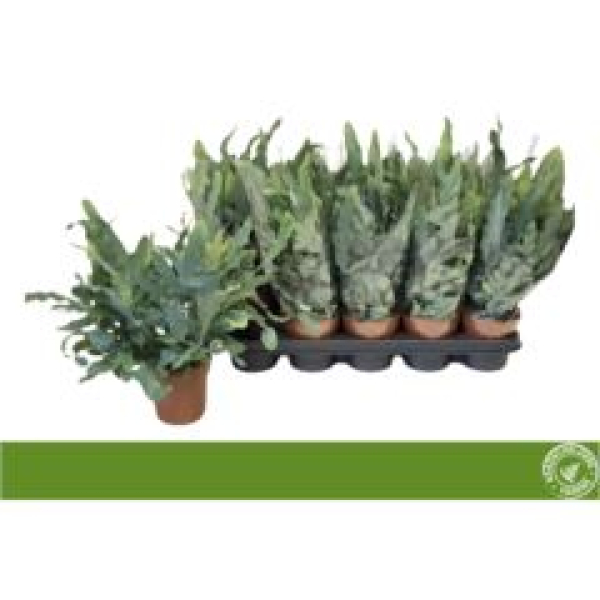 Phlebodium aureum 'Blue Star'