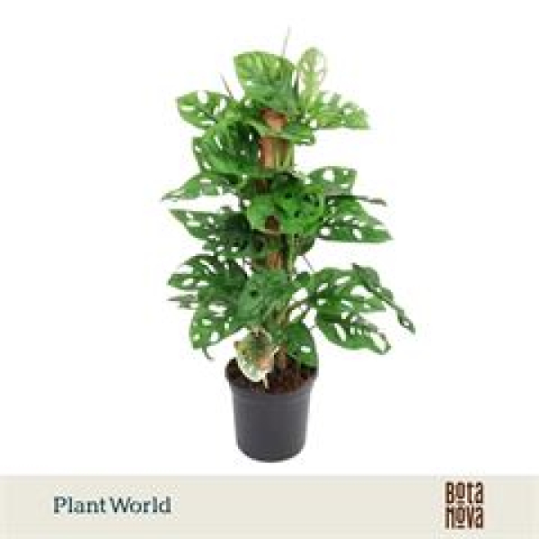 Monstera obliqua 'Monkey Mask'