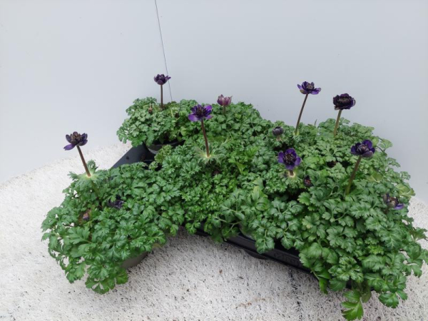 Anemone coronaria blau