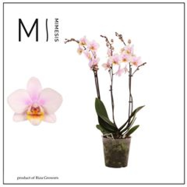 Phalaenopsis 3 Rispen rosé