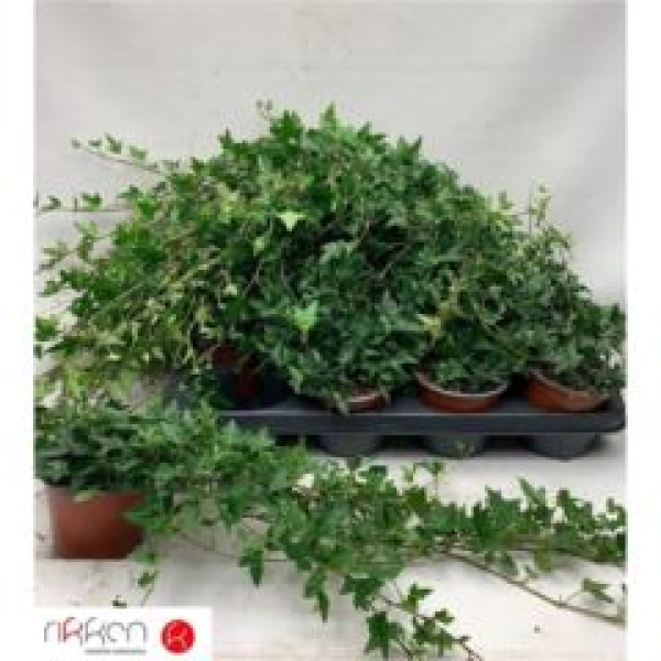 Hedera grün